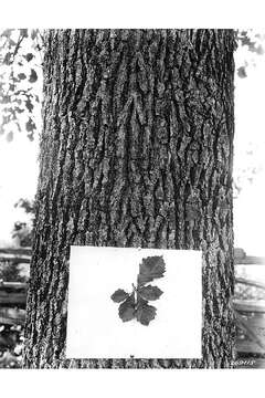 Imagem de Quercus bicolor Willd.