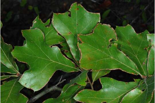 Image of hybrid oak