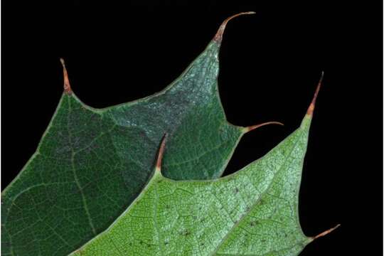 Image of Buckley Oak