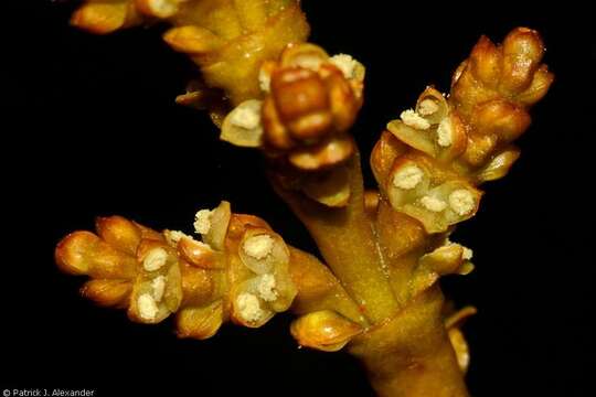 Image of pineland dwarf mistletoe