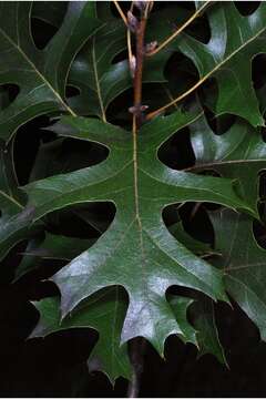 Image of Buckley Oak