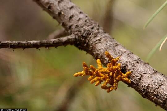 Image of pineland dwarf mistletoe