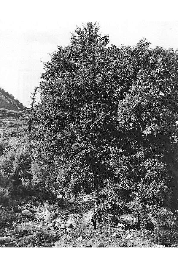 Image of canyon live oak