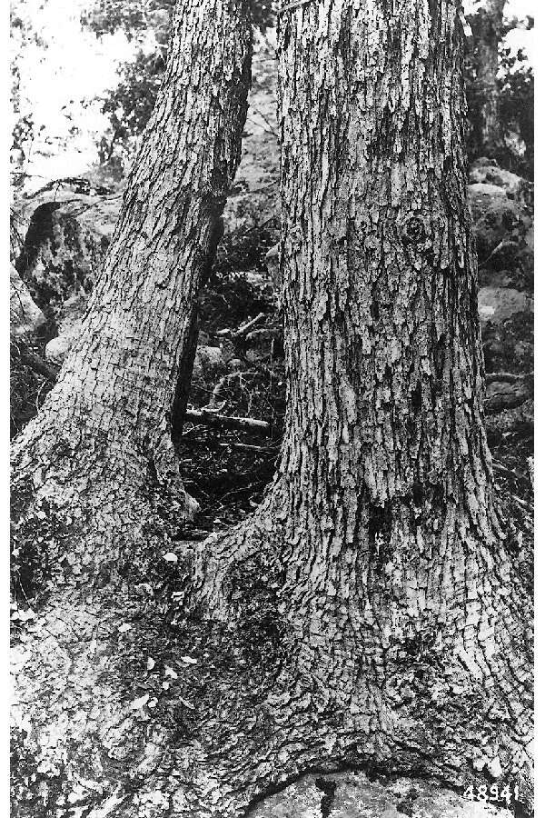 Image of canyon live oak