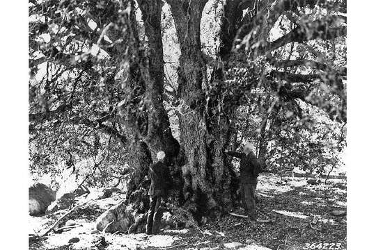 Image of canyon live oak