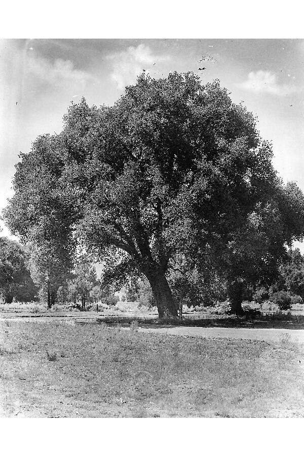 Image of canyon live oak