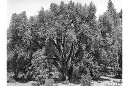 Image of canyon live oak