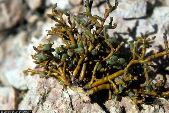 Image of pineland dwarf mistletoe