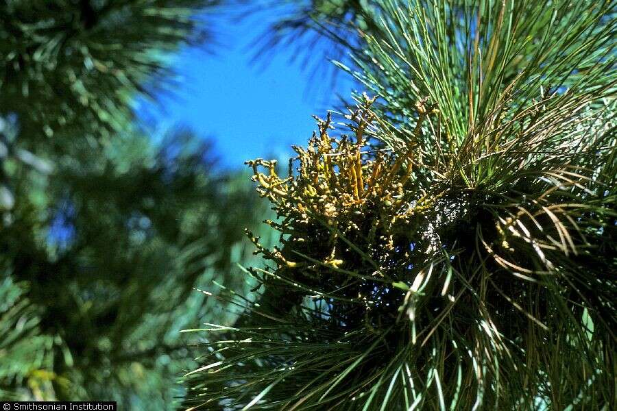 Image of pineland dwarf mistletoe
