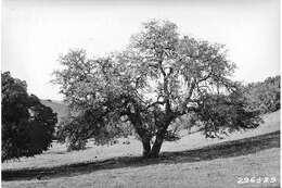 Image of Nutall's scrub oak