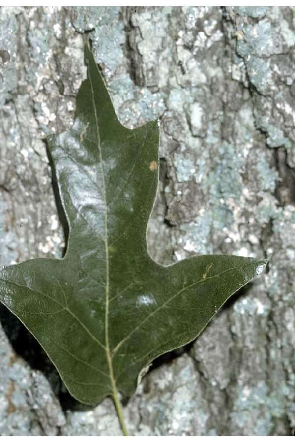 Image of Southern Red Oak