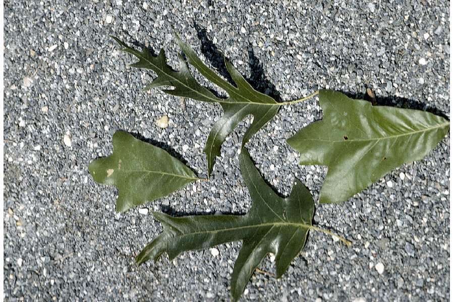 Image of Southern Red Oak