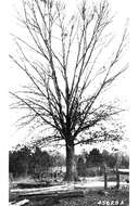 Image of Southern Red Oak