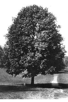 Image of Southern Red Oak