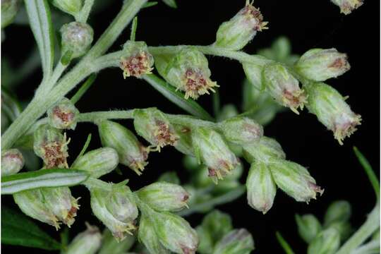 Image of common wormwood