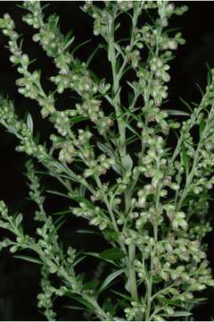 Image of common wormwood