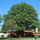 Image of Harbison oak