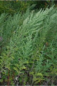 Image of common wormwood