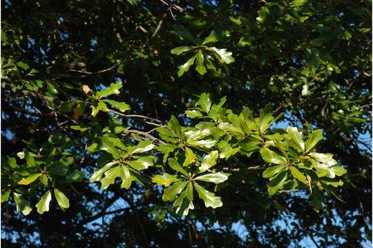 Image of Harbison oak