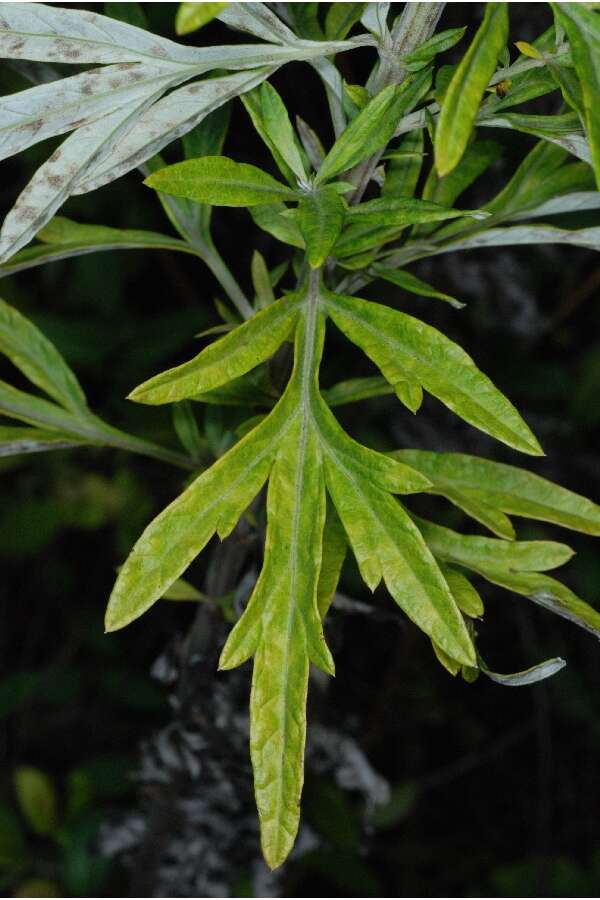 Image of common wormwood