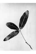 Quercus incana W. Bartram resmi