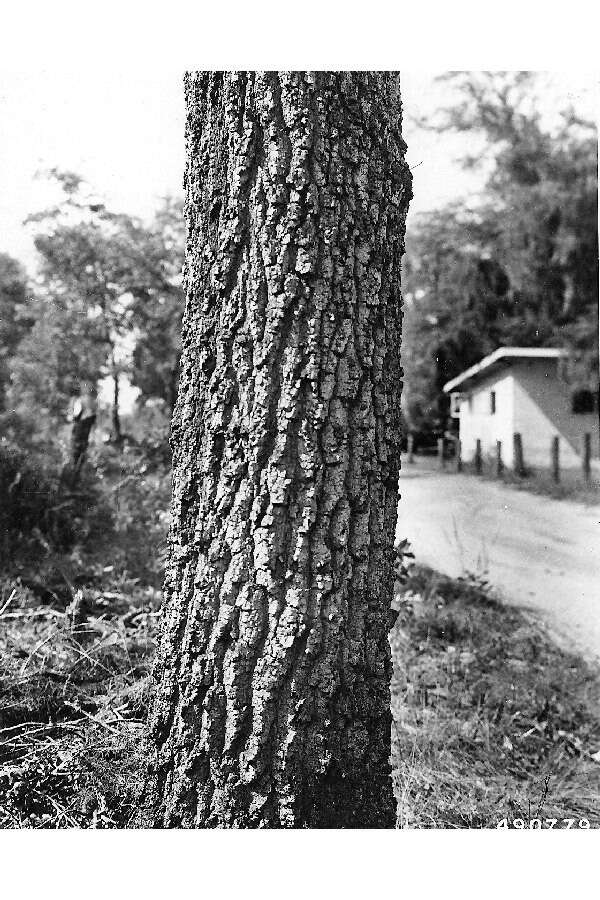 Quercus incana W. Bartram resmi