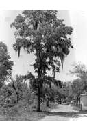 Image of Bluejack Oak