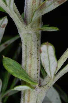 Image of common wormwood