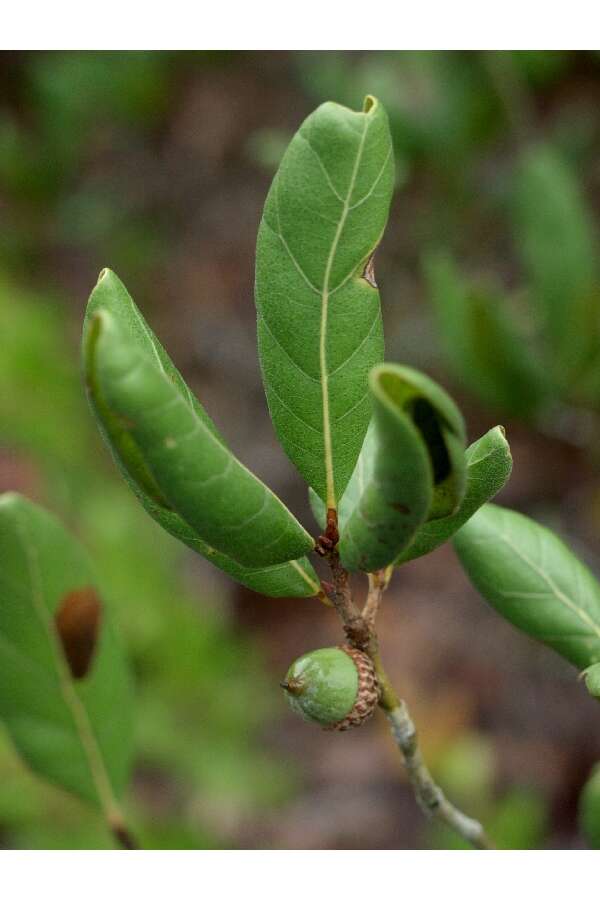 Image of scrub oak