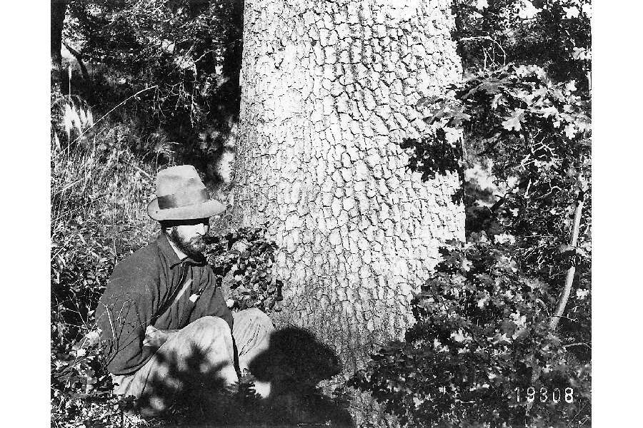 Image of California black oak