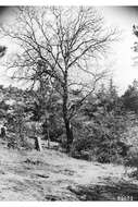 Image of California black oak