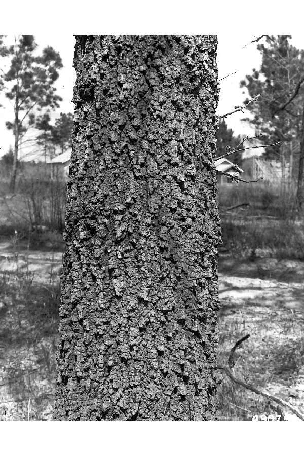 Image of Turkey Oak