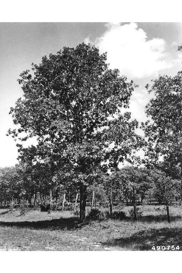 Image of Turkey Oak