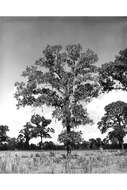 Image of Turkey Oak