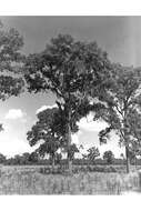 Image of Turkey Oak