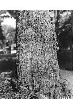 Image of Darlington Oak