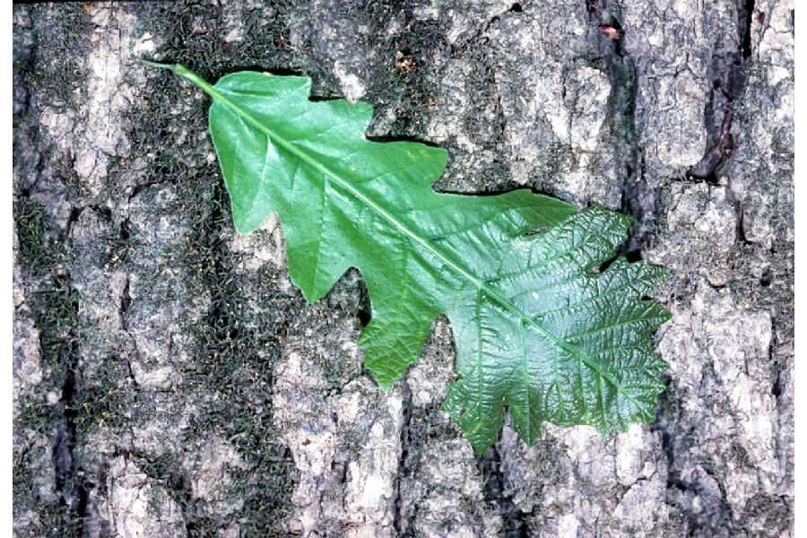 Image of Bur Oak