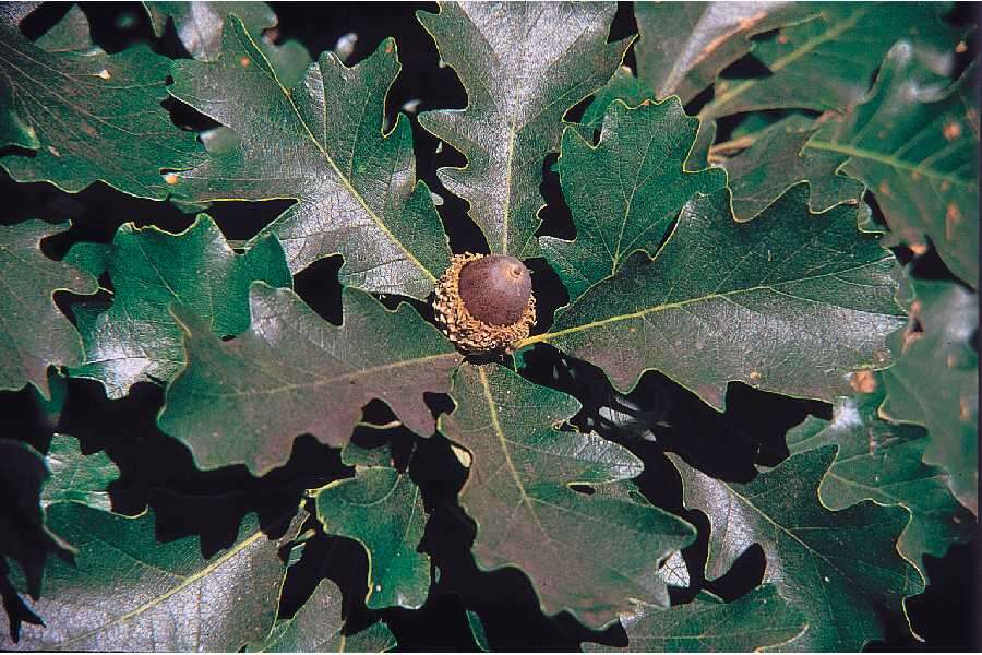 Image of Bur Oak