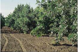 Image of Bur Oak