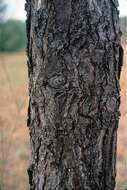 Image of Bur Oak