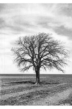 Image of Bur Oak