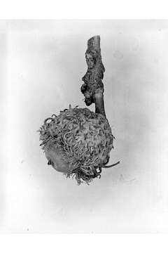 Image of Bur Oak