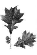 Image of Bur Oak