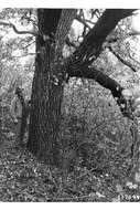 Image of Bur Oak