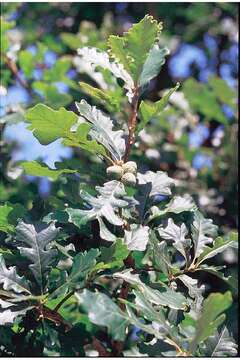 Image of Mongolian Oak