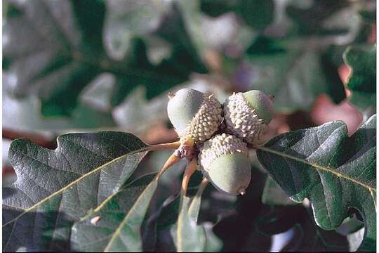 Image of Mongolian Oak