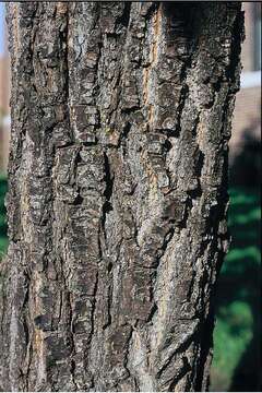 Image of Mongolian Oak