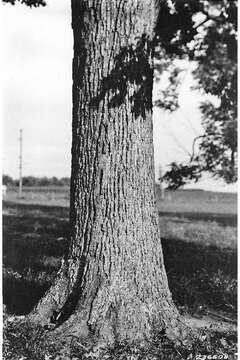 Image of Chinkapin Oak