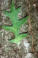 Image of Nuttall Oak