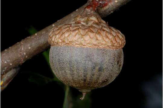 Image of Pin Oak